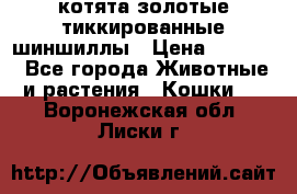 котята золотые тиккированные шиншиллы › Цена ­ 8 000 - Все города Животные и растения » Кошки   . Воронежская обл.,Лиски г.
